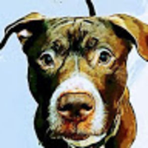 Meet your Posher, Angelo